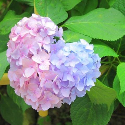 6月のお知らせ