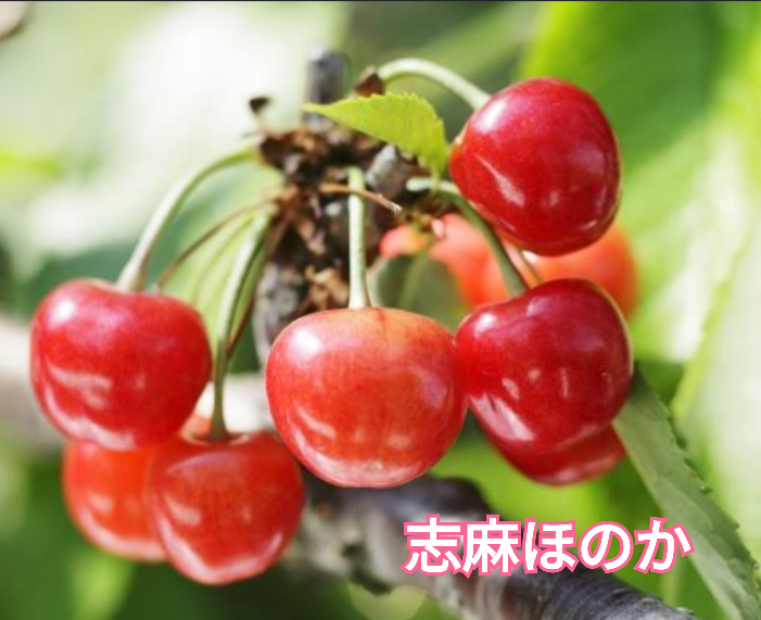 おはようございます