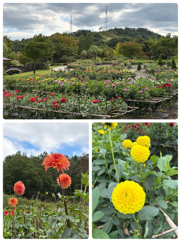 花が好きな花園です