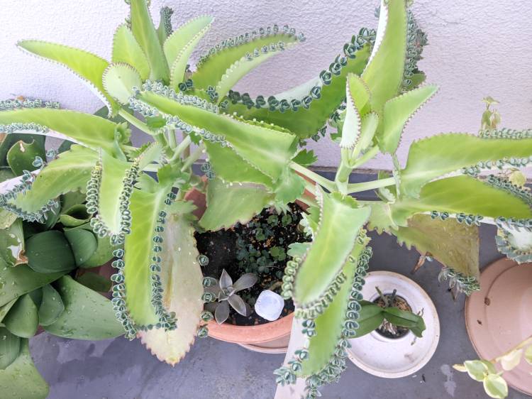 植物の　お水やり
