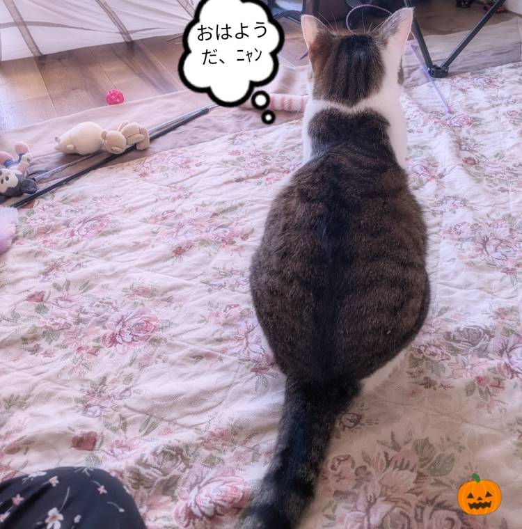 さわやかな　朝