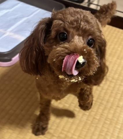 お知らせ…？