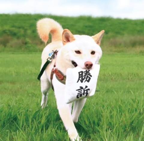 あぱっちのTさま