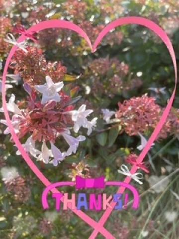 シルクロードお兄さまへ