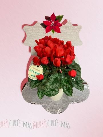 ★本日も13：00～★