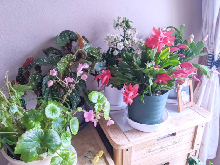 メリークリスマス