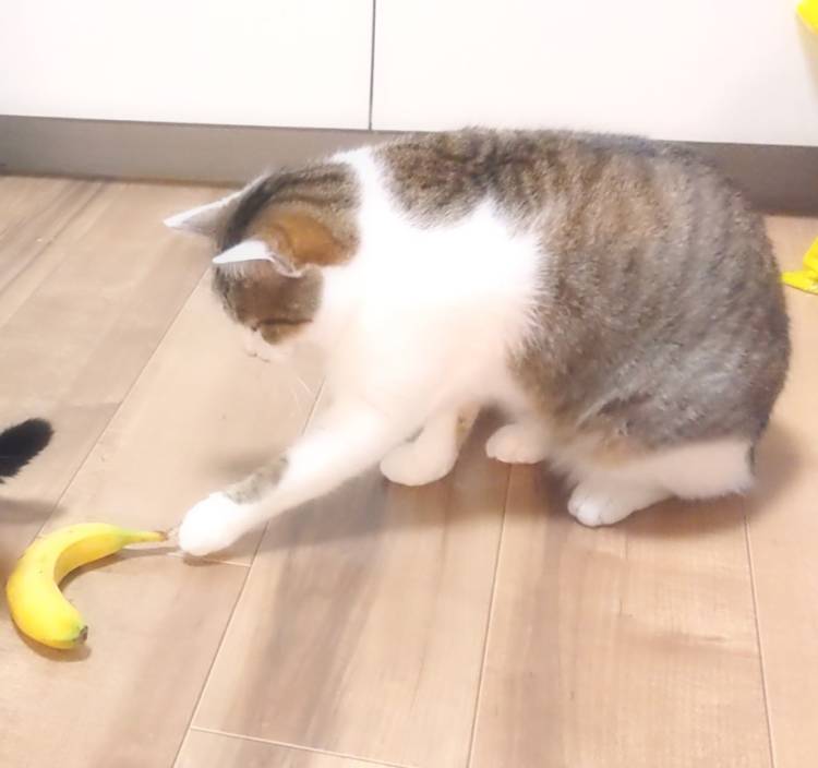 月森琴音（五十路マダム愛されたい熟女たち　津山店(カサブランカグループ)）