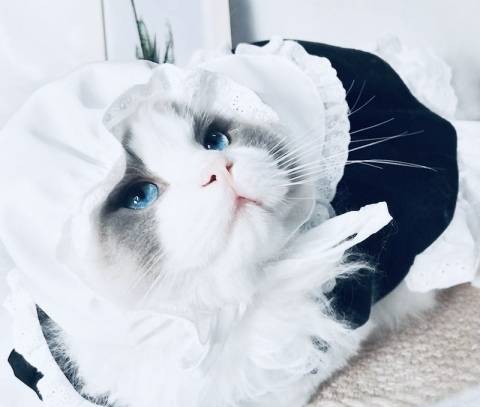 オズのKさま