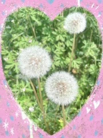 朝のハナミズキお兄さまへ