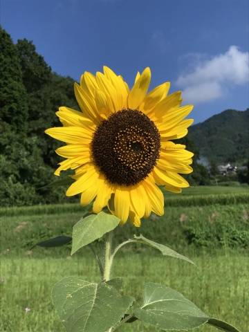 おはようございます♪