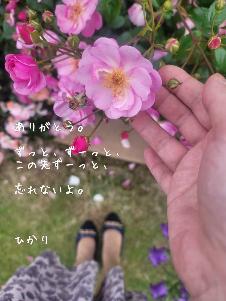 ありがとう。