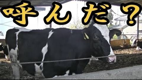 七瀬雪菜(五十路マダム愛されたい熟女たち 津山店(カサブランカグループ))