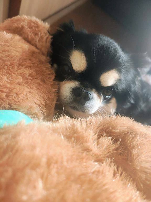 急ですいませんが