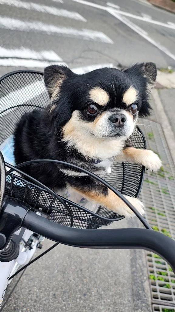 寝れぬん