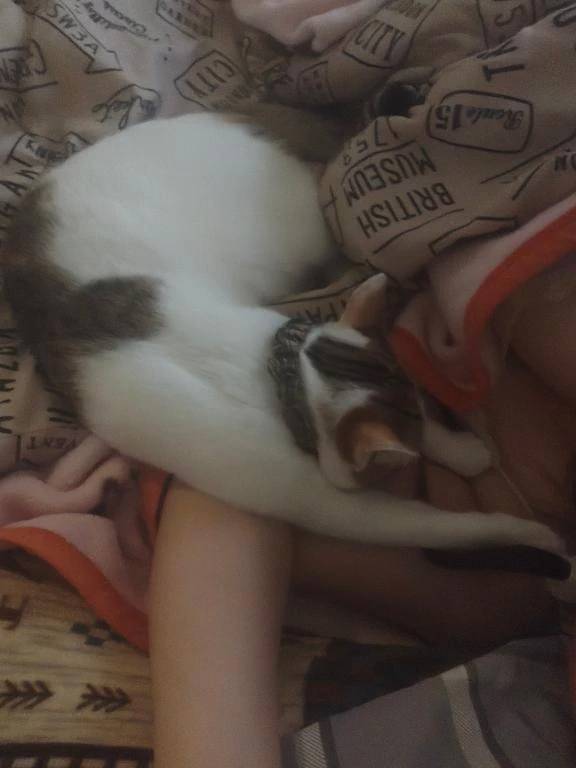 猫に起こされるのはいいが人に起こされると…