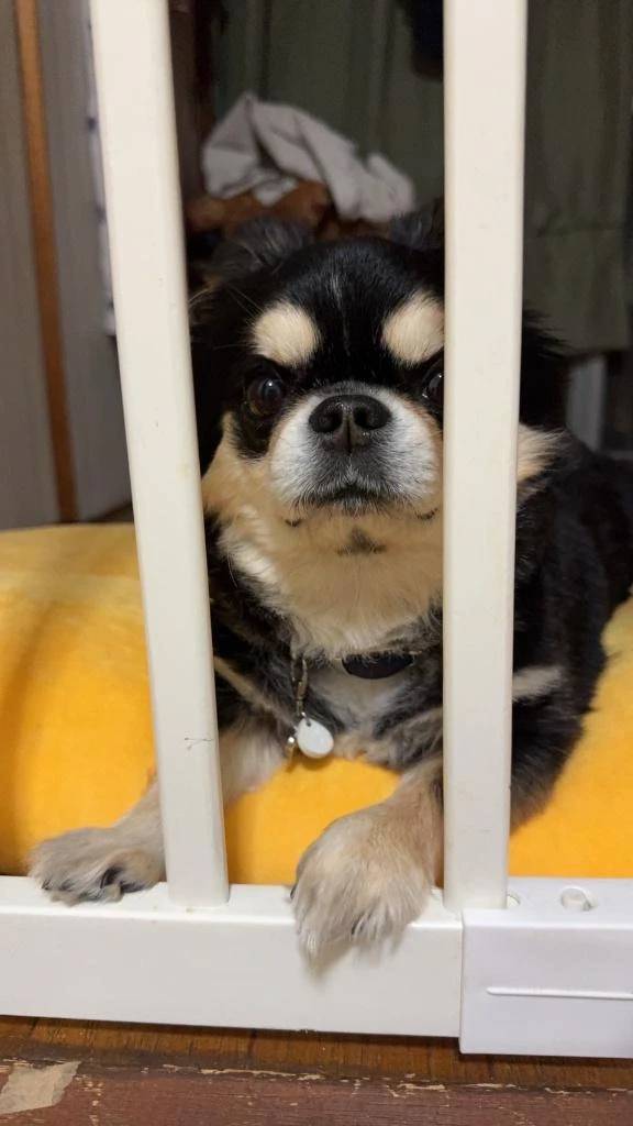 普段大人しい猫様急に激変