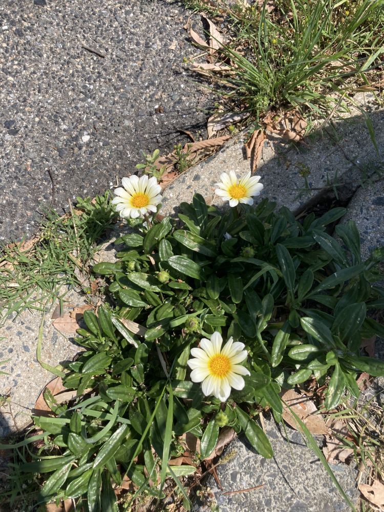 華金〜🌹
