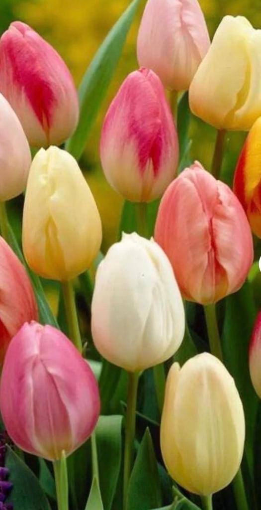 4月10日　チューリップ?　花言葉思いやり