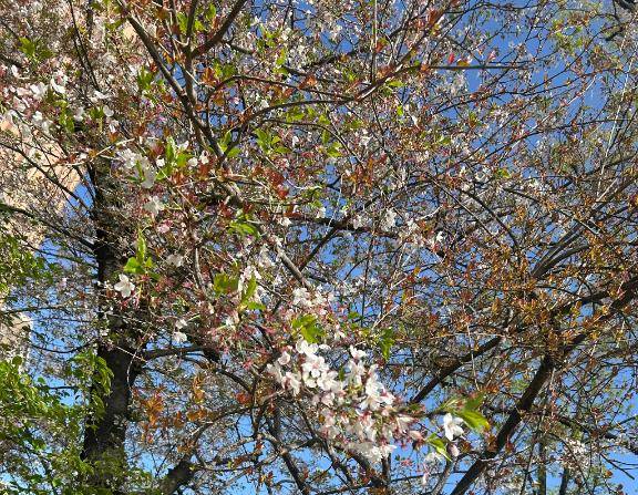 4月11日　御礼