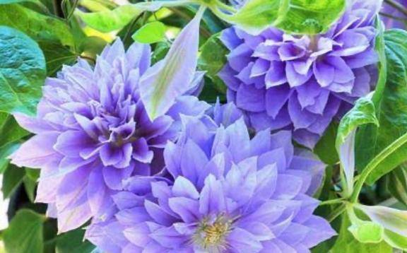 逆夜這いカルティニO様