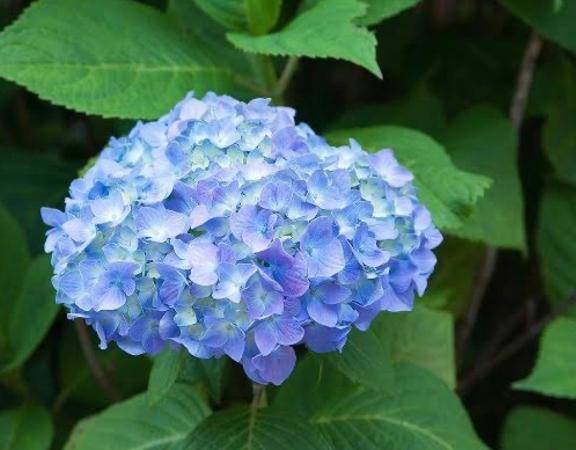 小粋N様