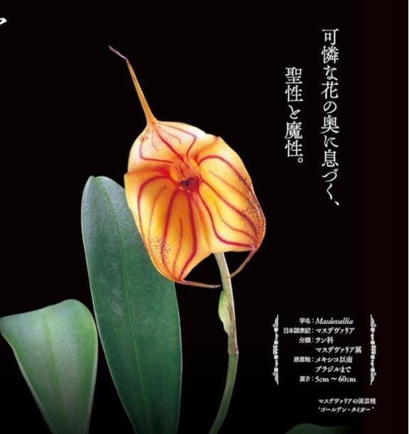 官能植物。