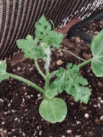 おはようございます＼(^o^)／