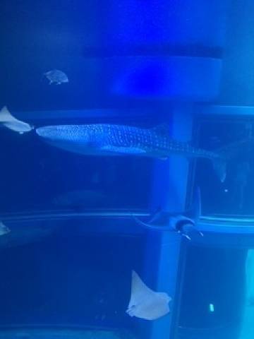 出勤しました。