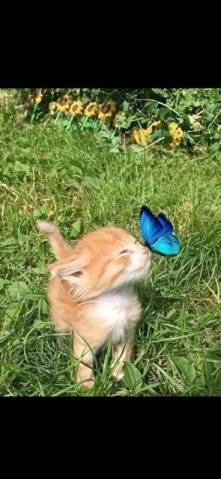 アゲハのお客様