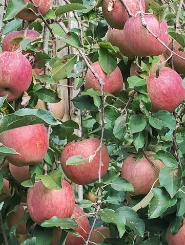 おはようございます。