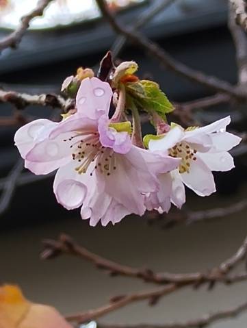 桜の花が…咲いてたぁ