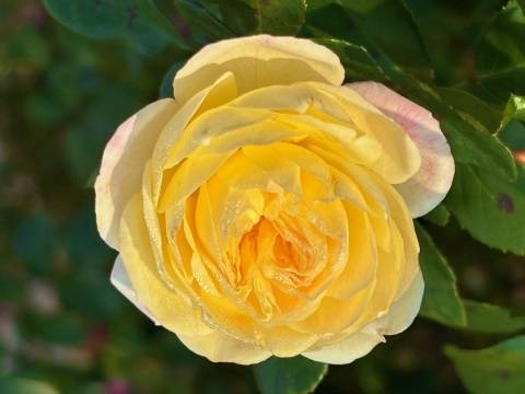 出勤のお知らせ?