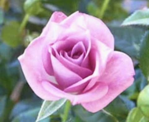 長里美咲(五十路マダム 愛されたい熟女たち 福山店)