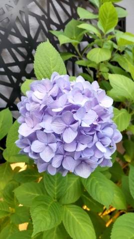 こんばんは(^-^)/