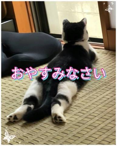 おやすみなさい(-_-)zzz