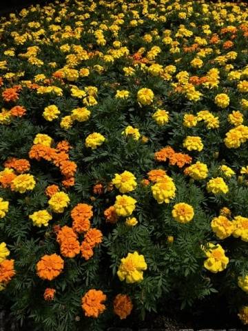 土曜日17:00から