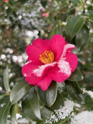 三原翔子（五十路マダム　東広島店(カサブランカグループ)）