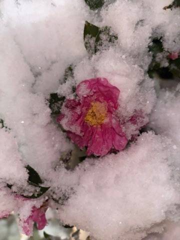 雪降って。。。