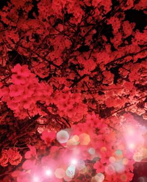 夜桜o,+:。☆.*・+。