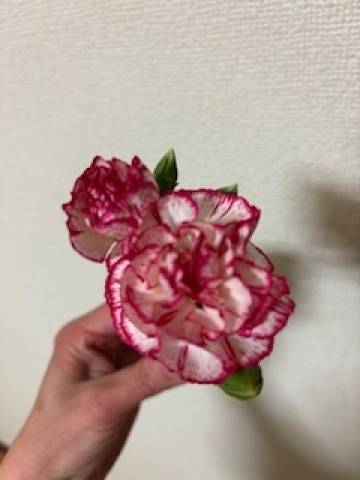 おはようございます