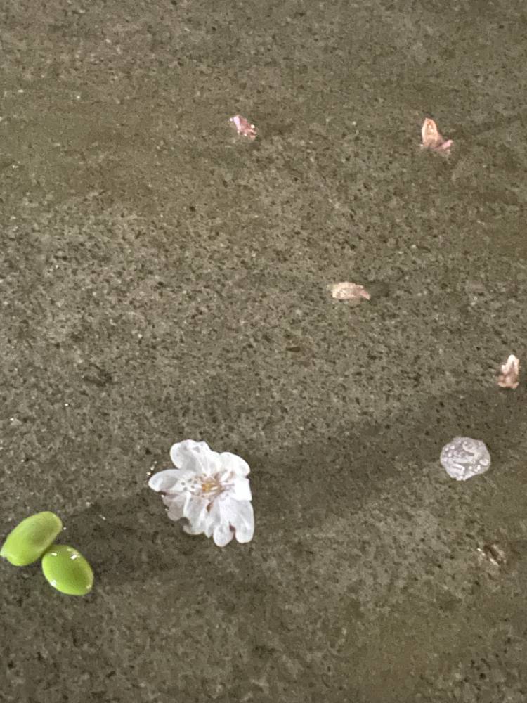 H様。