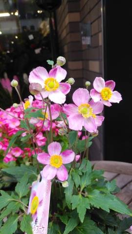 T様へお礼です(17日)