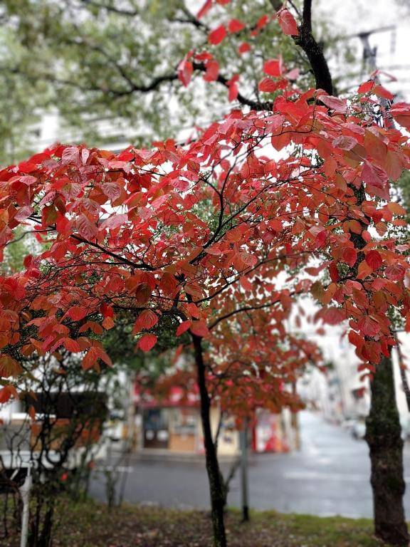 貴方と一緒に歩けたらなぁ