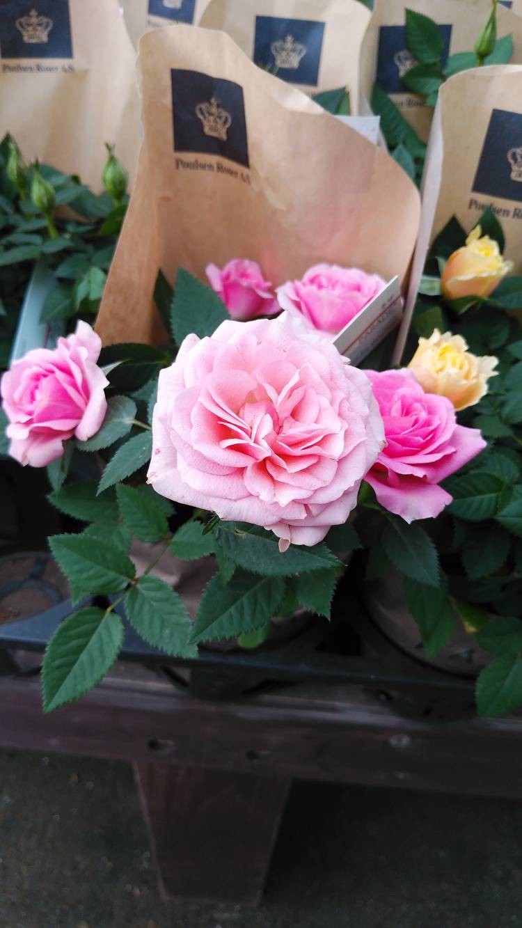 S様へお礼です（30日）