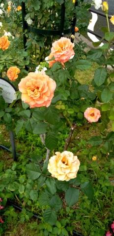 ありがとうございました～?