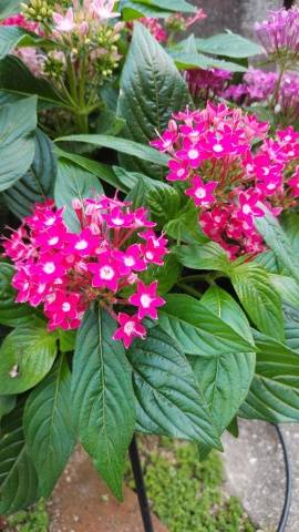 K様へお礼です（3日）