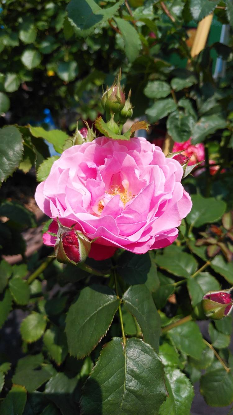 K様へお礼です（8日）