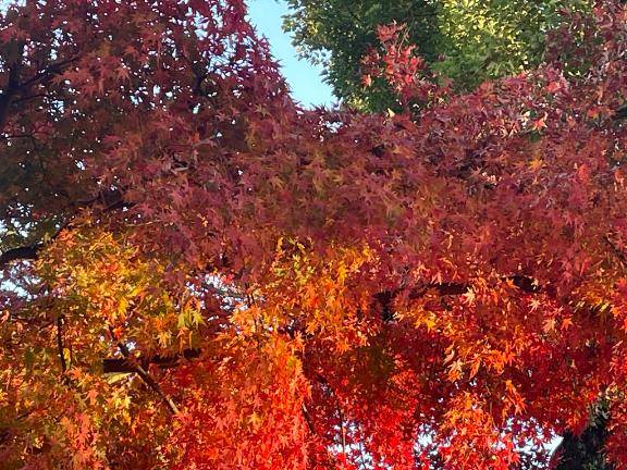 15日（月）から