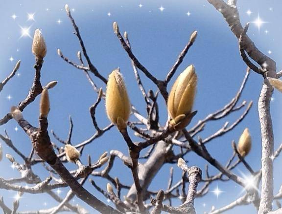 モクレンが咲かなくて