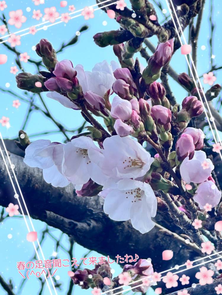 星野あいな（五十路マダム）